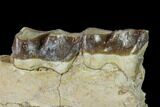 Fossil Running Rhino (Hyracodon) Jaw Section - South Dakota #146347-4